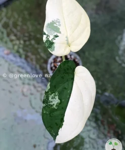 IMG_7034 Image of a tip cutting propogated Variegated Chiapense