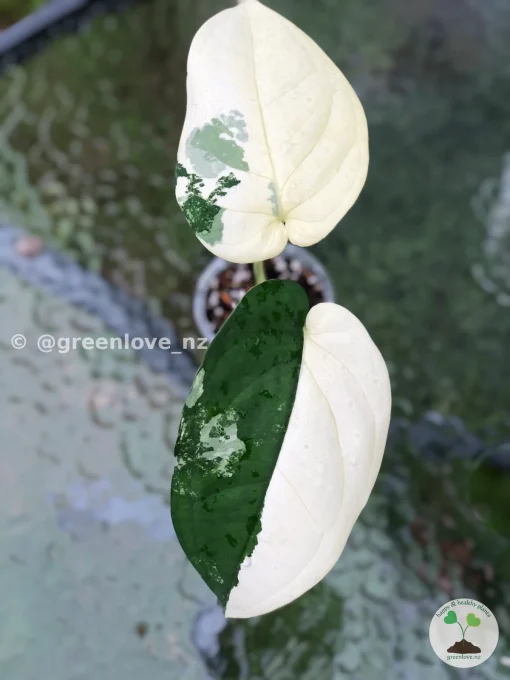 Image of a tip cutting propogated Variegated Chiapense