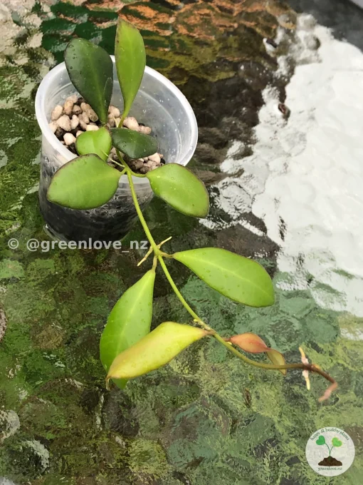 Image of a Hoya Panchoi