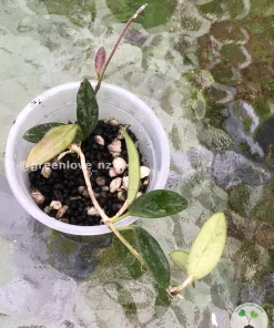 IMG_7049 Image of a Hoya Lima Splash