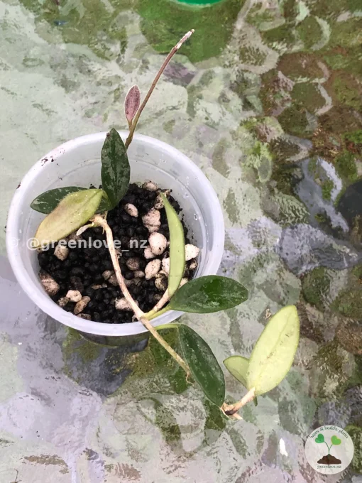 Image of a Hoya Lima Splash