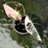 Image of an Alocasia Black Velvet Pink Variegated