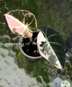 Image of an Alocasia Black Velvet Pink Variegated