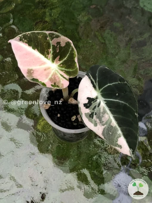 Image of an Alocasia Black Velvet Pink Variegated