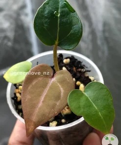 Image of Anthurium ‘Plum Aura’, a beautiful breed from greenlove_nz