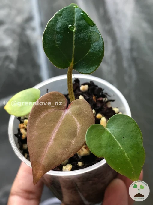 IMG_7065 Image of Anthurium ‘Plum Aura’, a beautiful breed from greenlove_nz