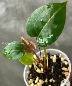 Image of Anthurium ‘Plum Aura’, a beautiful breed from greenlove_nz