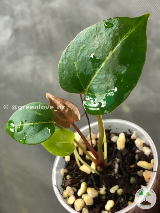 IMG_7067 Image of Anthurium ‘Plum Aura’, a beautiful breed from greenlove_nz