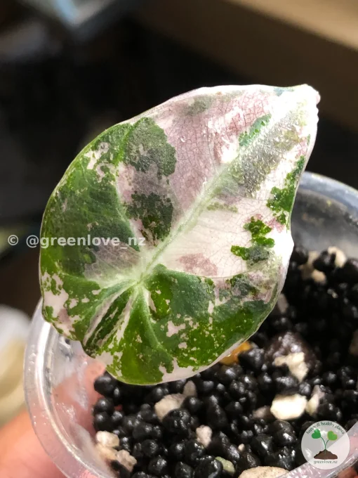 Alocasia Black Velvet Pink Variegated