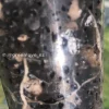 Image showing roots of an Alocasia Black Velvet Pink Variegated