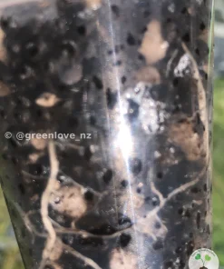 Image showing roots of an Alocasia Black Velvet Pink Variegated