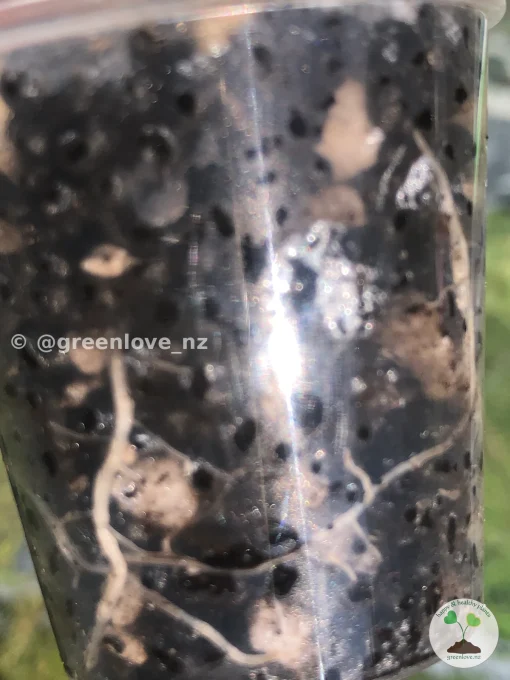 Image showing roots of an Alocasia Black Velvet Pink Variegated