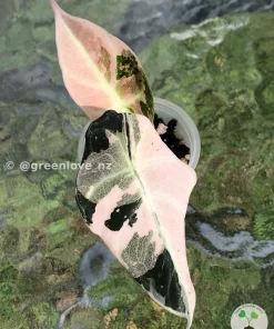 Image of an Alocasia Black Velvet Pink Variegated