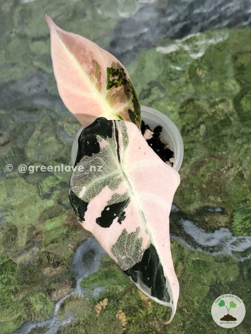Image of an Alocasia Black Velvet Pink Variegated