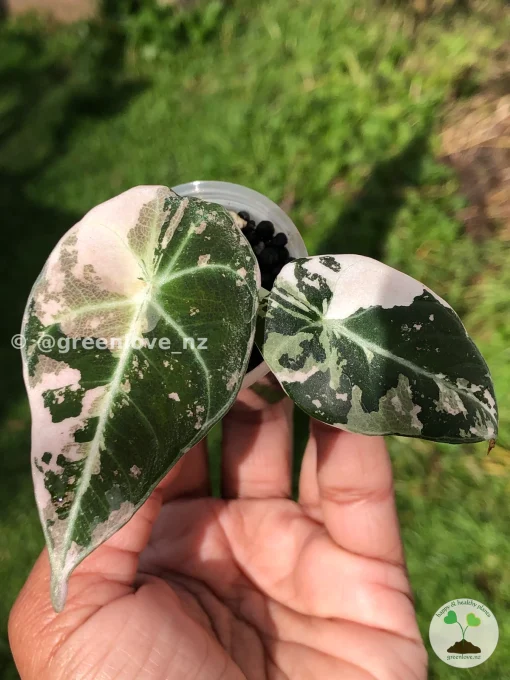Image of an Alocasia Black Velvet Pink Variegated