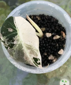Image of an Alocasia Black Velvet Pink Variegated