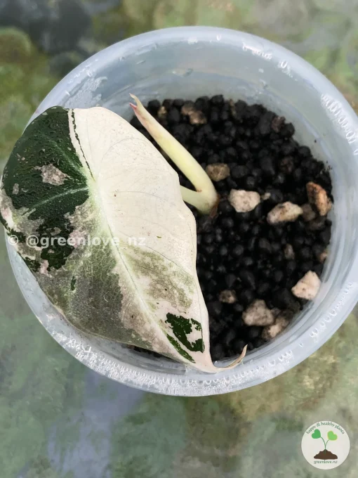 Image of an Alocasia Black Velvet Pink Variegated