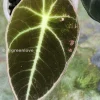 Image of an Alocasia Black Velvet Pink Variegated