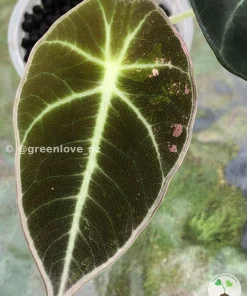 Image of an Alocasia Black Velvet Pink Variegated
