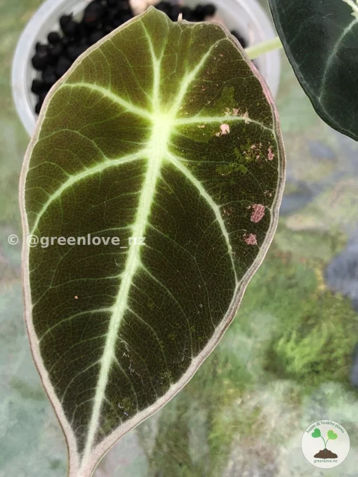 Image of an Alocasia Black Velvet Pink Variegated