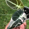Image of an Alocasia Black Velvet Pink Variegated