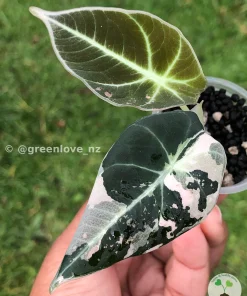 Image of an Alocasia Black Velvet Pink Variegated