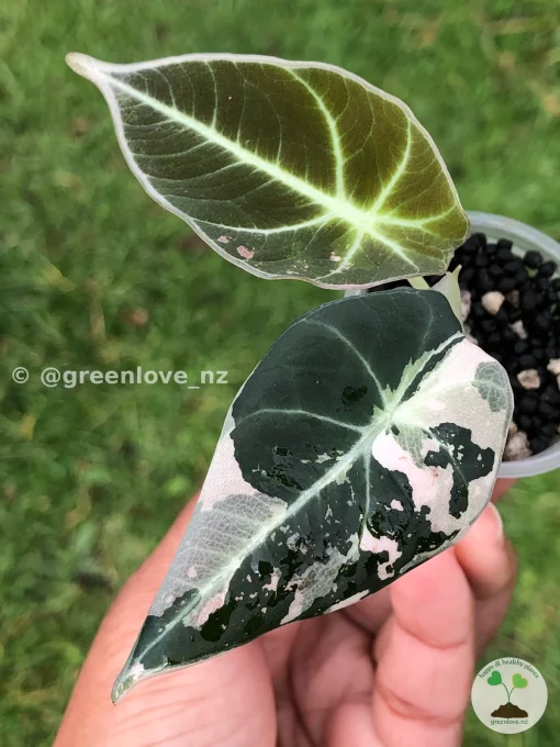 Image of an Alocasia Black Velvet Pink Variegated