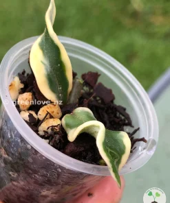 Image of a highy rare Hoya carnosa 'Holliana'