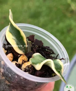 Image of a highy rare Hoya carnosa 'Holliana'