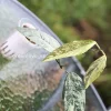 Image of Rare Hoya Coriacea Silver