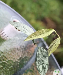 Image of Rare Hoya Coriacea Silver