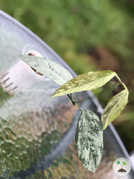 Image of Rare Hoya Coriacea Silver