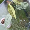 Image of Rare Hoya Coriacea Silver