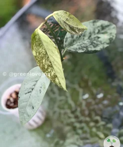 Image of Rare Hoya Coriacea Silver