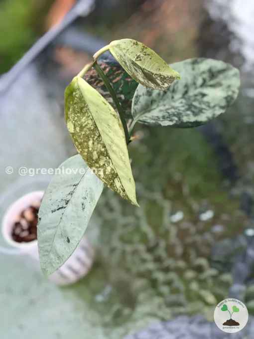 Image of Rare Hoya Coriacea Silver