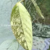 Image of Rare Hoya Coriacea Silver