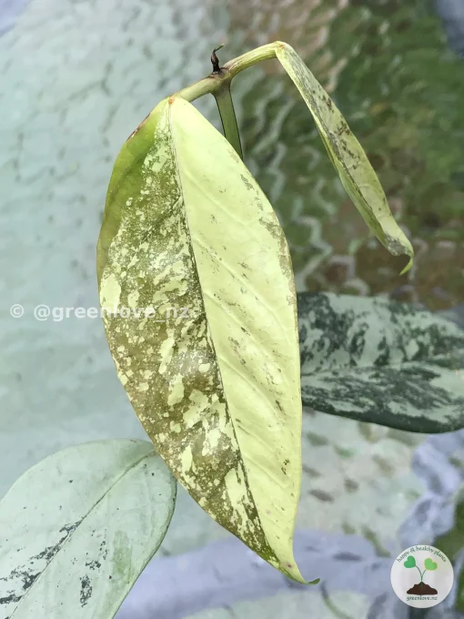 Image of Rare Hoya Coriacea Silver
