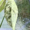 Image of Rare Hoya Coriacea Silver
