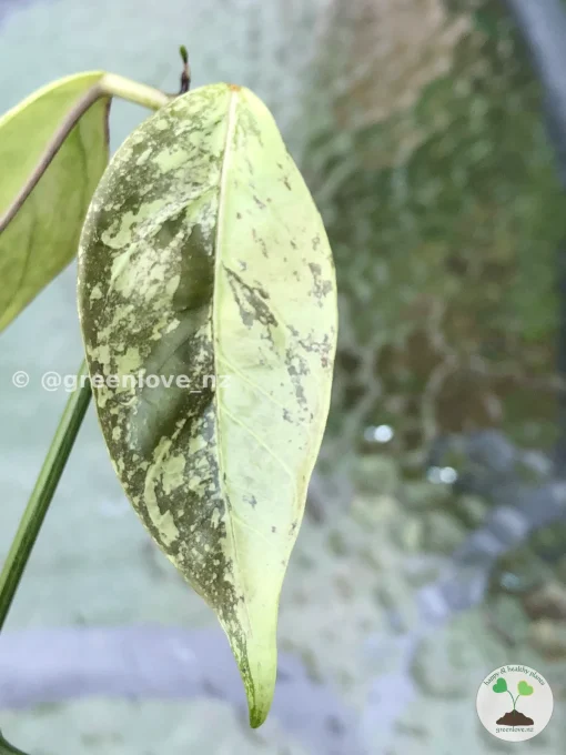 Image of Rare Hoya Coriacea Silver
