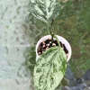 Image of Rare Hoya Coriacea Silver