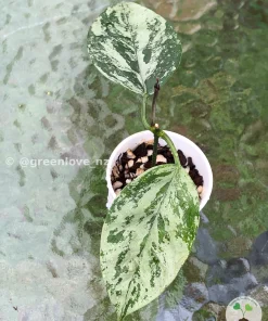 Image of Rare Hoya Coriacea Silver