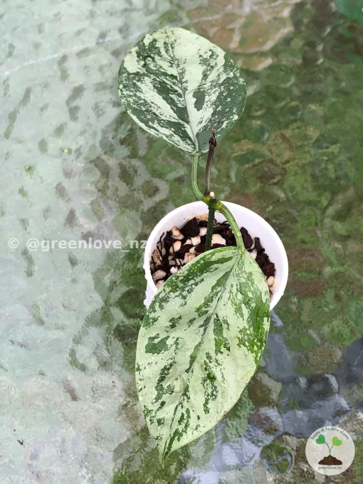 Image of Rare Hoya Coriacea Silver