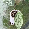Image of Rare Hoya Coriacea Silver