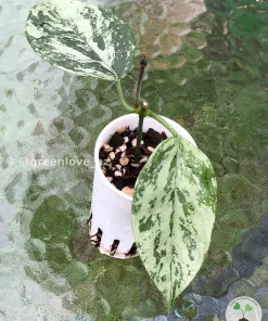 Image of Rare Hoya Coriacea Silver