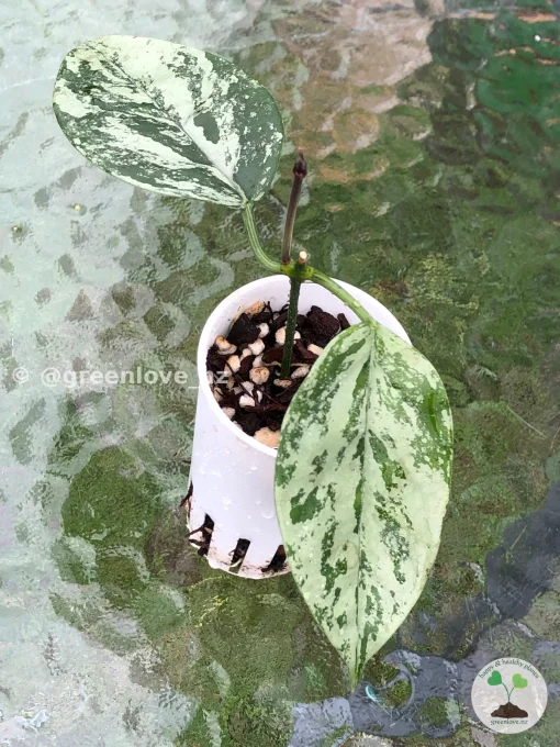 Image of Rare Hoya Coriacea Silver