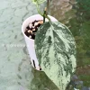 Image of Rare Hoya Coriacea Silver