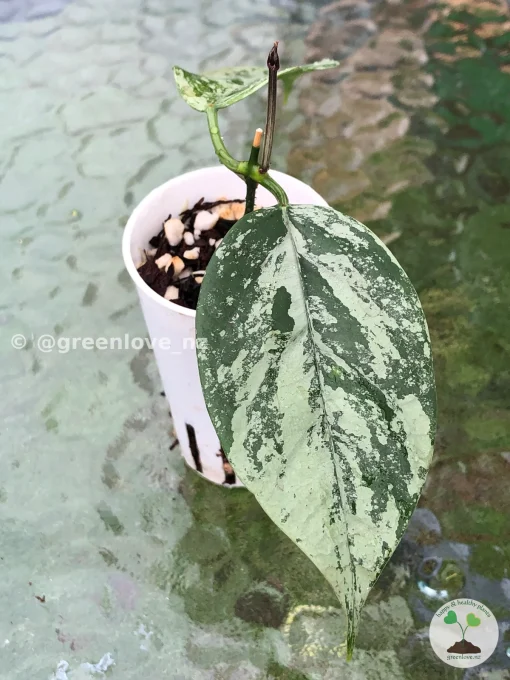 Image of Rare Hoya Coriacea Silver