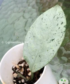 Image of a highly variegated Rare Hoya Coriacea Silver