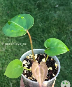 Image of an Anthurium "Plum Aura" bred by the rare plant specialist greenlove_nz