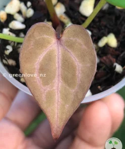 Image of a beautiful plum coloured leaf of an Anthurium "Plum Aura"